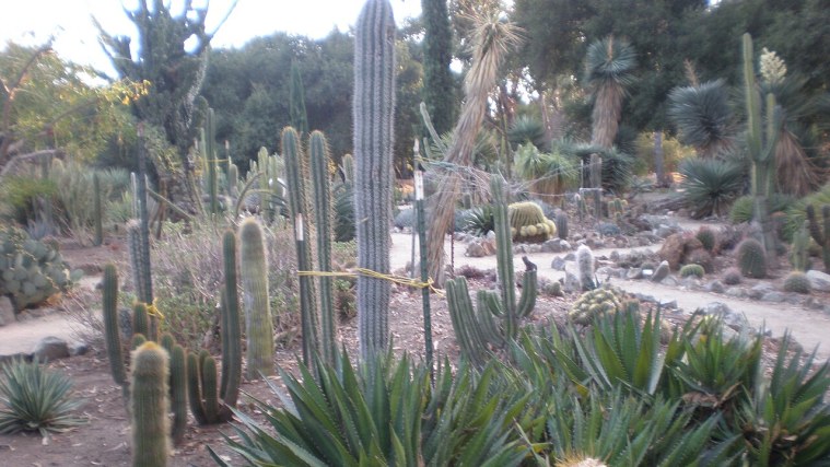 Arizona Cactus Garden - A House That Never Was