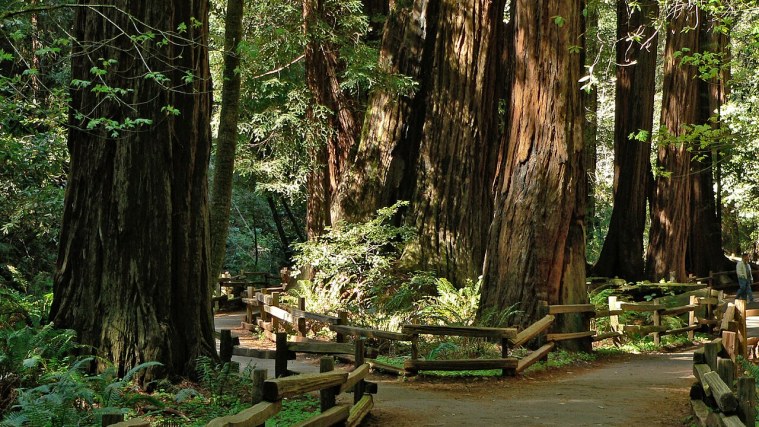 Muir Woods