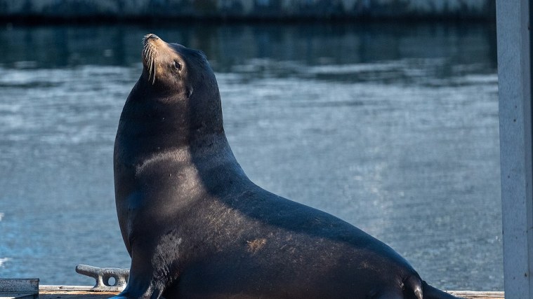 Coast Guard Pier - Sea Lion Central