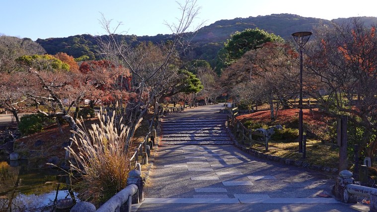 Maruyama Park - Under the Night Cherry