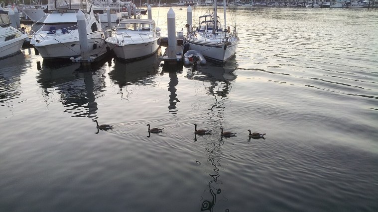 Coal Harbour Seawall - Floatplanes and Yachts