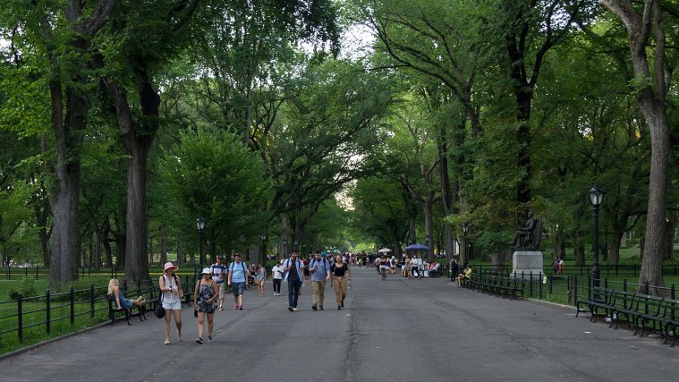 The Mall and Literary Walk - A Cathedral of Elms