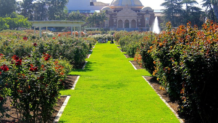 Exposition Park Rose Garden - From Racetrack to Roses