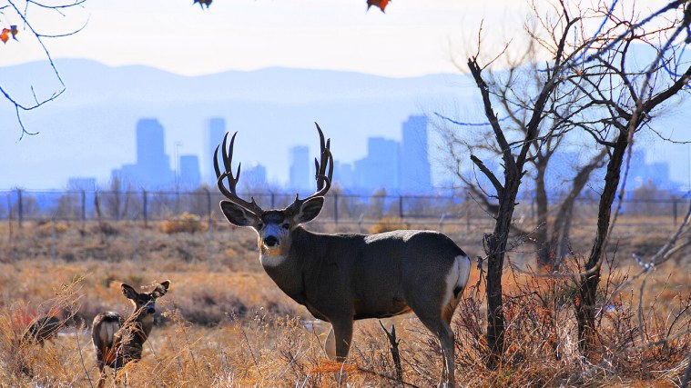 Rocky Mountain Arsenal Wildlife Loop