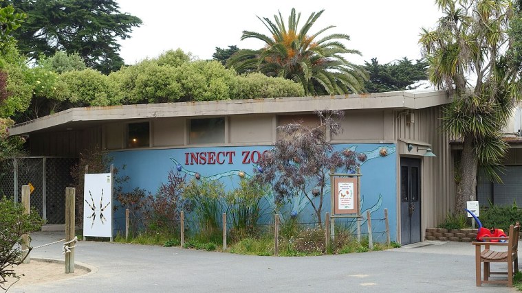 Insect Zoo - Small Wonders Up Close