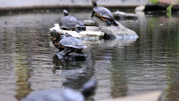 Turtle Pond - The Shadiest Spot on Campus