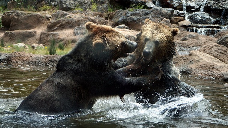 Grizzly Gulch - California's Missing Bear