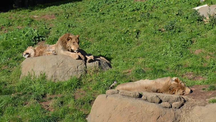 Lions - Where Elephants Once Roamed