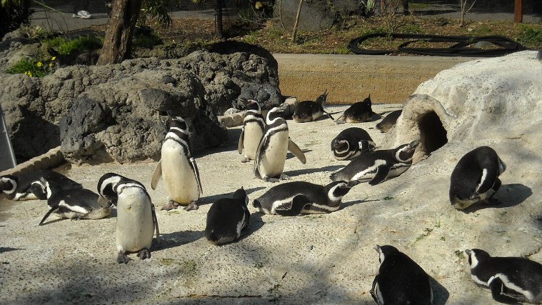 Penguin Island - A Colony Built in 1984