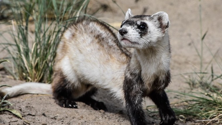 First Creek Prairie - The Ferret Comeback