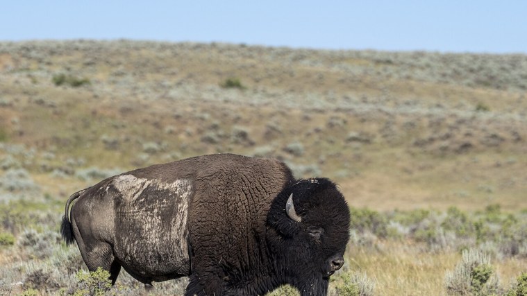 Sun Prairie - Back in Bison Country