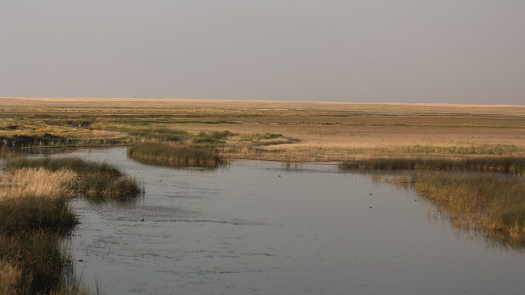 Bowdoin National Wildlife Refuge - Pelicans on the Plains