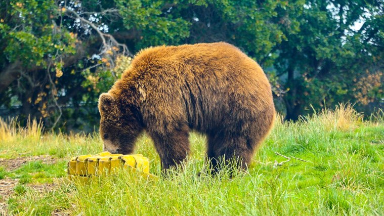 Grizzly Bears - The Bear on the Flag