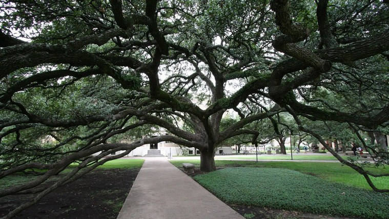 Century Tree - Where Aggie Stories Begin